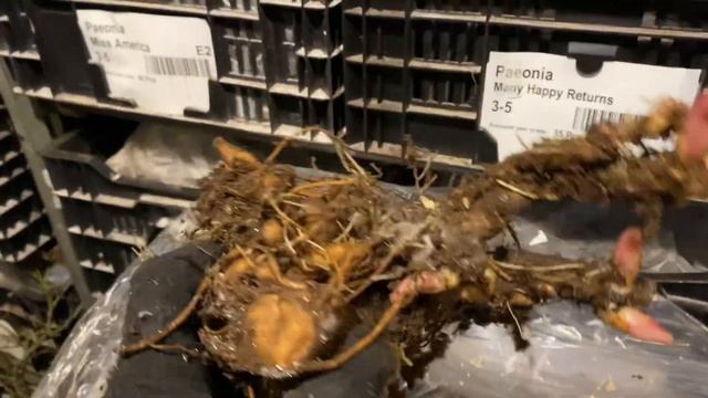 Пион "Carol". Огненно-красный, не выгорает! Можно заказать в группе ВКонтакте "Пионы под Питером". смотреть онлайн