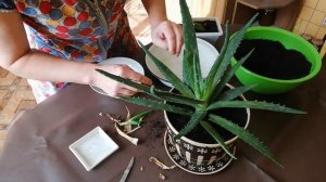 Формирую комнатный цветок алое. Хойя, что с ней делать?