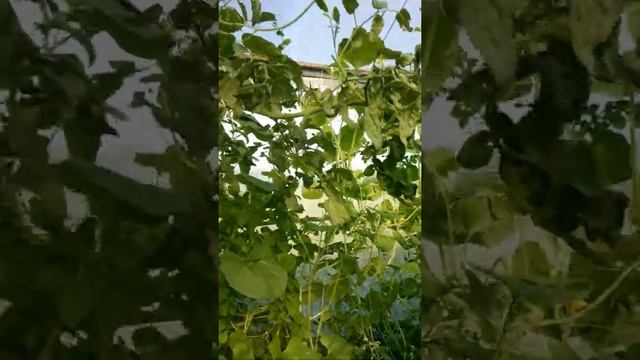 Выращивание арбузов, дынь в теплице в средней полосе.29 июля 2018. смотреть онлайн