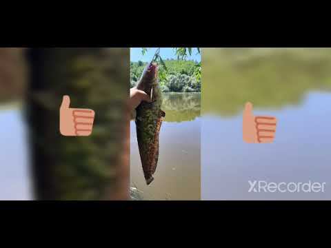 Ловля сома на донку!!! Руки дрожали!!! смотреть онлайн