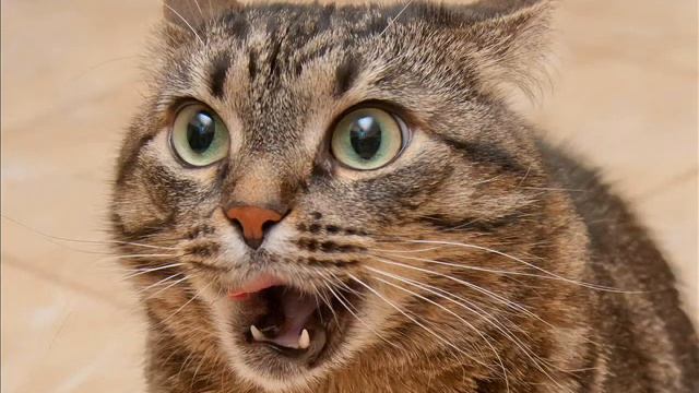 Щука и кот / басни Крылова / женским голосом / слушать онлайн / Зайкин канал смотреть онлайн