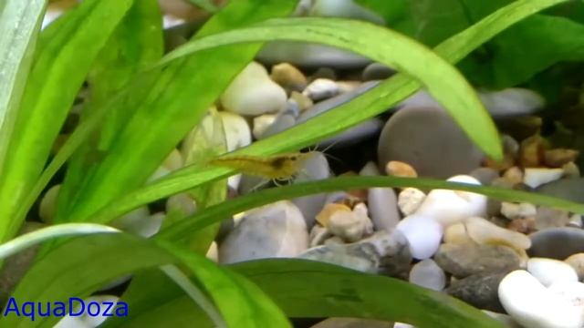 Аквариумные креветки Оранжевая сакура, содержание и уход. Неокардинки. смотреть онлайн