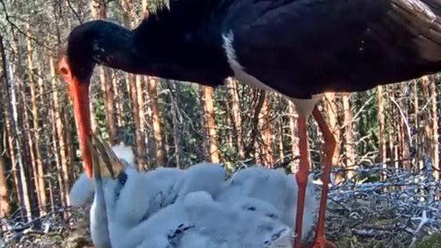 Черный аист поит аистят