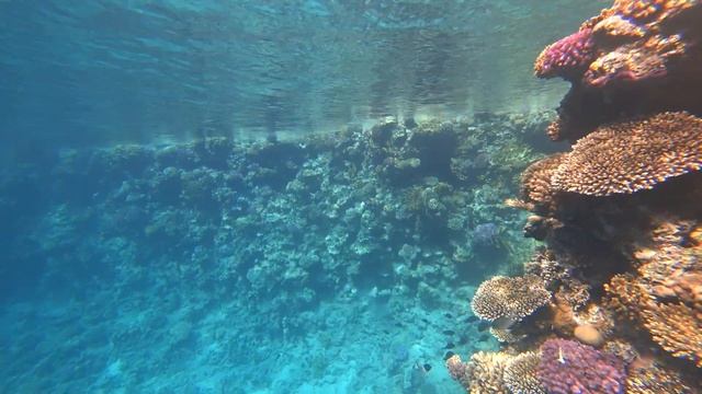 Красоты Красного моря.Египет.Ныряем у побережья.Snorkeling In Red Sea.Egypt.
