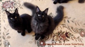 Котята Мейн Кун, чёрный солид, 5 месяцев