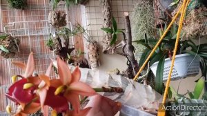 Cycnodes Taiwan Gold Orange-Первое цветение и Уход😍