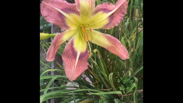 Цветение Лилейника ( Красоднева) видео .Лилейник (Hemerocallis) –  садовый цветок