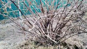 Очень важный осенний уход за жимолостью для  супер урожая весной и летом