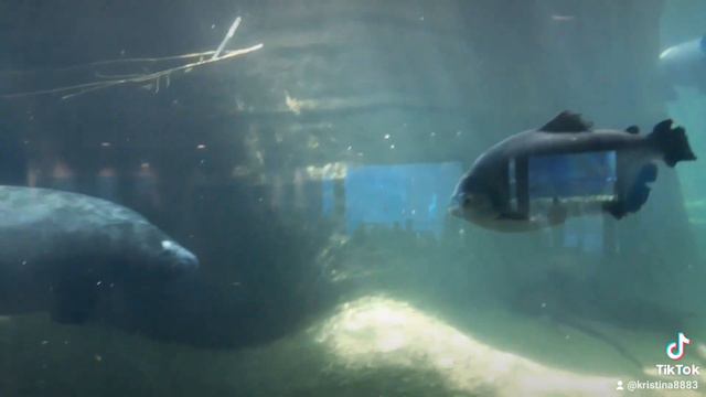 Цитата, мудрые слова. Аквариум. Ламантины. смотреть онлайн