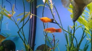 Метиннис Серебряный доллар и др. рыбки