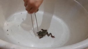 Кормление австралийских голубых квакш турменскими тараканами