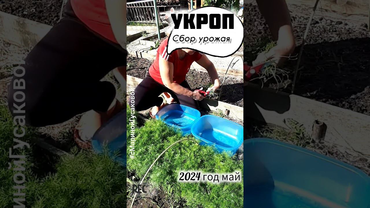 УКРОП вырастить на раз два без всяких подкормок. УРОЖАЙ и ЗАГОТОВКА на зиму | с Мариной Гусаковой