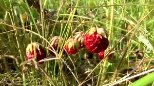 Копия видео "Гагино"