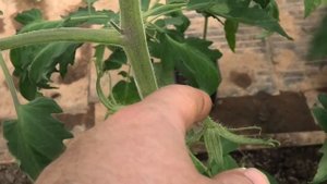 ПРИЗНАКИ ОБРАЗОВАНИЯ ЗАВЯЗИ ТОМАТА. ИЗРАСТАНИЕ КИСТИ | Вегетация томатов на Вятке '20 #2 от 26 мая