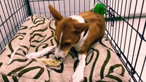 ШОК 😱 собака стала говорить | басенджи Смарт | Talking dog