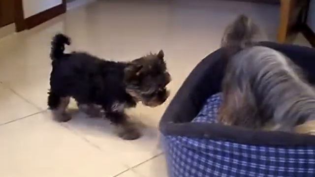 Йоркширский терьер.Питомник Ирис.Т. 8-916-122-86-33 смотреть онлайн