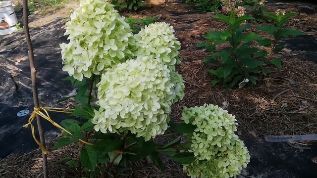 Hygrangea paniculata White ligth. Гортензия Вайт лайт