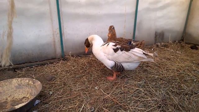 Как понять, что гусыня готовится сесть на гнездо// Конфликт между уткой и гусыней// Мое хозяйство смотреть онлайн