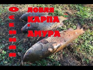 Рыбалка на Кубани. Осенняя ловля карпа и амура. /// Рыбалка на кубани 2021 /// Выпуск № 14