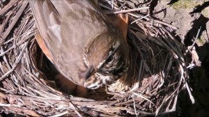 Новорожденные птенцы дрозда белобровика, chicks of redwing