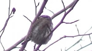 Maplewood Flats Glaucidium gnoma