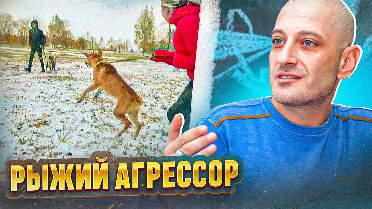 Рыжий агрессор(Агрессия на собак) смотреть онлайн
