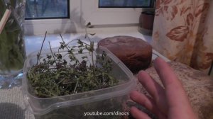 Про Чабрец (Тимьян ползучий). Выращивание, сбор, рецепт
