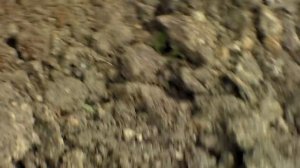 Кто клюёт на червя.Кормление курей дождевыми червями.