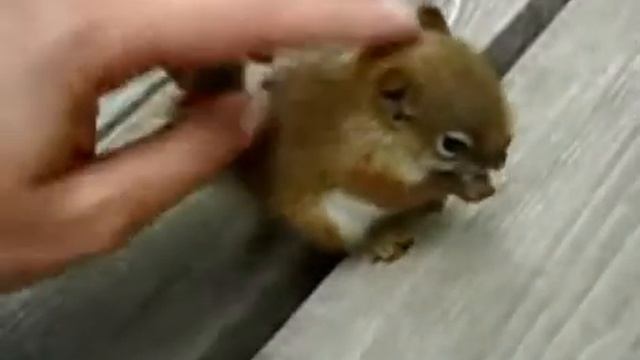 Крохотный бельчонок