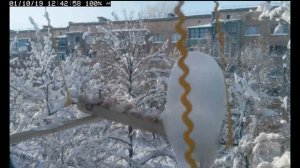 Трансляция кормушки для синичек / Live birds feeder