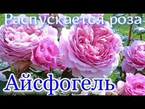 Как распускается роза Айсфогель (Чайно гибридная) Timelapse Rose 4К.   Eisvogel (Tantau 2016)