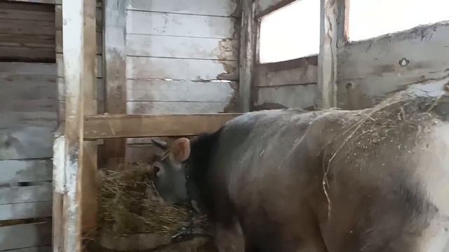 УТРО НА КОЗОВНИКЕ РУЧНАЯ ДОЙКА