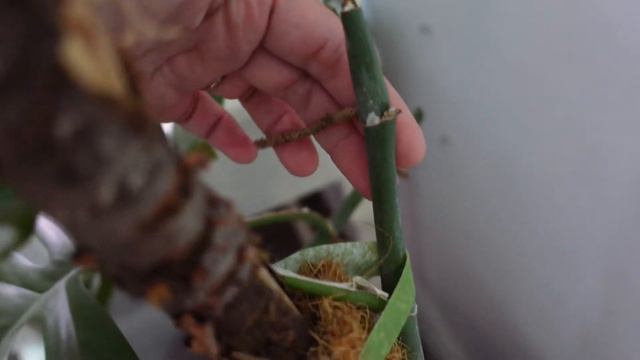 RHAPHIDOPHORA TETRASPERMA in LAVA ROCK and PUMICE | UPDATE смотреть онлайн