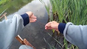 ЛОВЛЯ КАРАСЕЙ ПОСЛЕ НЕРЕСТА НА ДАЛЬНЯК / КАРАСЬ НА ЗАКИДУШКИ 2019