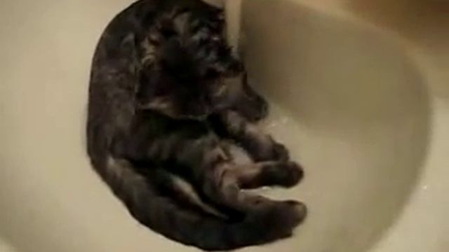 Кот не боится воды смотреть онлайн