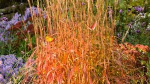 Мискантус китайский Гана (miscanthus sinensis) ? Гана обзор: как сажать, саженцы мискантуса Гана
