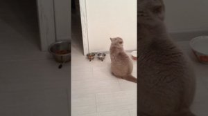 кот просит есть