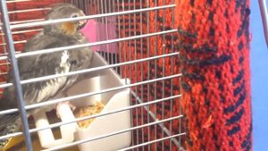 19/4 Часть 2. КАК НЕ НАДО  выкармливать птенцов попугаев. Чем кормить птенца, мои ошибки.