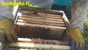 Пчёлы. Сколько погибло при закрытых летках осенью. Какое состояние семьи поздней осенью.