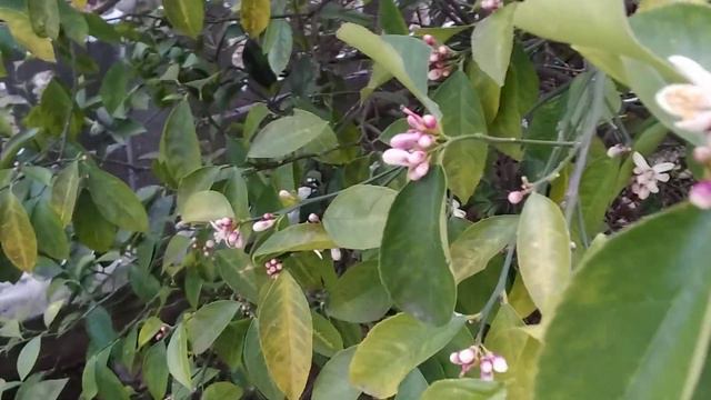 30.01.22 Цветы, завязь, плоды лимона))) смотреть онлайн