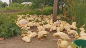 Муларды и Стар 53: содержание и уход. "Мое Подворье"