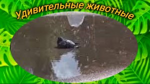 Голуби купаются.