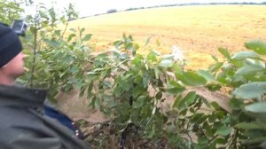 ВОТ ЭТО ОХОТА! Я ДАВНО О ТАКОЙ ОХОТЕ МЕЧТАЛ! Охота на вяхиря.