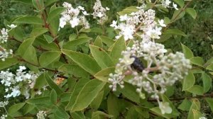 Купили хомячка, вырос медведь, верну продавцу!