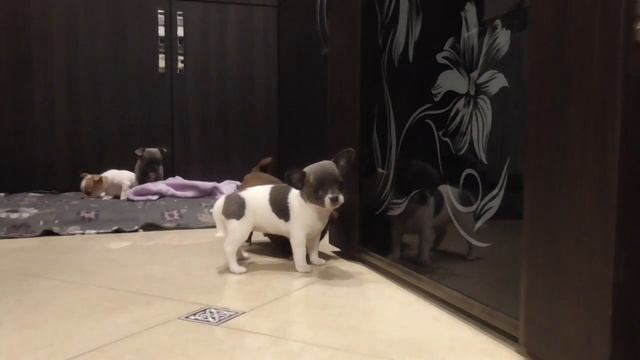 Голубые,шоколадные Крошки подрастают Щенки ЧИХУАХУА смотреть онлайн