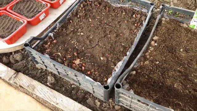 Когда сажать капусту на рассаду? Ранняя зелень на витаминных грядках. смотреть онлайн