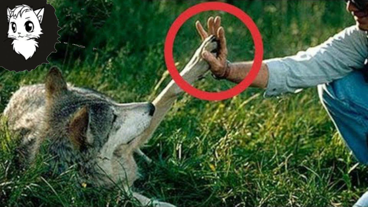 ОН СПАС ЩЕНКОВ И ВОЛЧИЦУ, НО 4 ГОДА СПУСТЯ... [Белый кот] смотреть онлайн