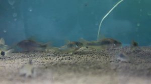 ТОП 5 Популярных аквариумных сомов