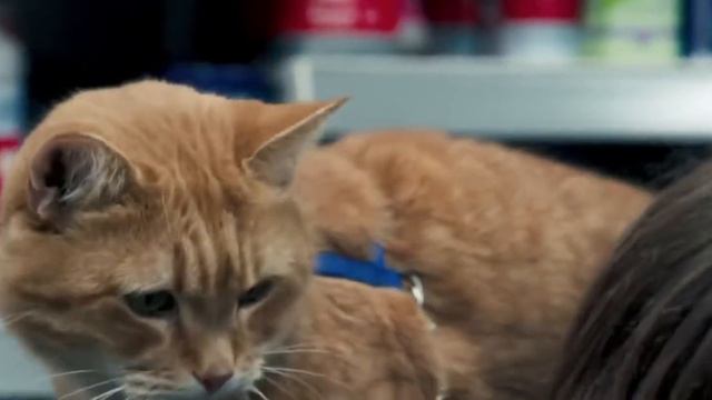 2017 Кино Уличный кот по кличке Боб (Вторая часть) смотреть онлайн