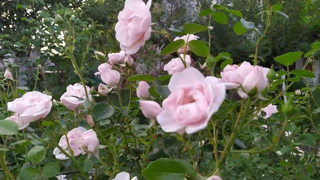 ВЕЧЕР НА ДАЧЕ. КАК Я ПОЛИВАЮ РОЗЫ смотреть онлайн